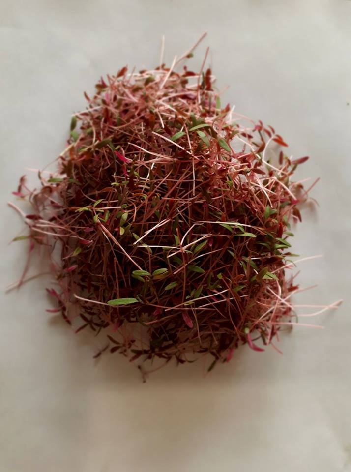 Micro-pousses d'amarante rouge cultivées sur terreau bio