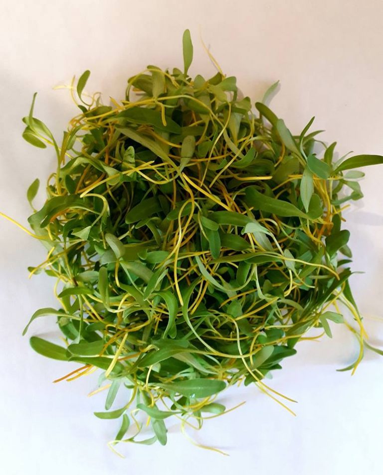 Micro-pousses de bette à carde cultivées sur terreau bio