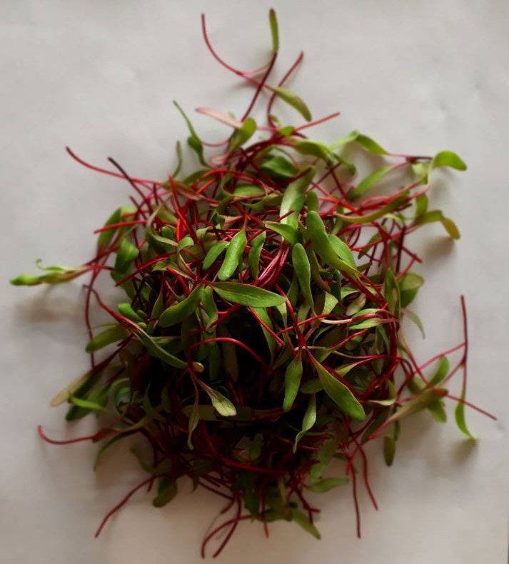 Micro-pousses de betterave rouge cultivées sur terreau bio