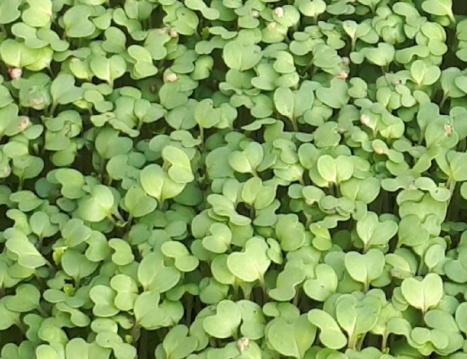 Micro-pousses de brocoli cultivées sur terreau bio