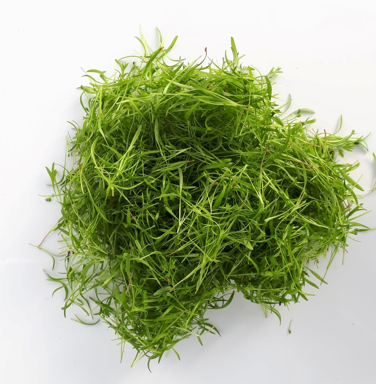 Jeunes pousses de carotte cultivées sur terreau bio