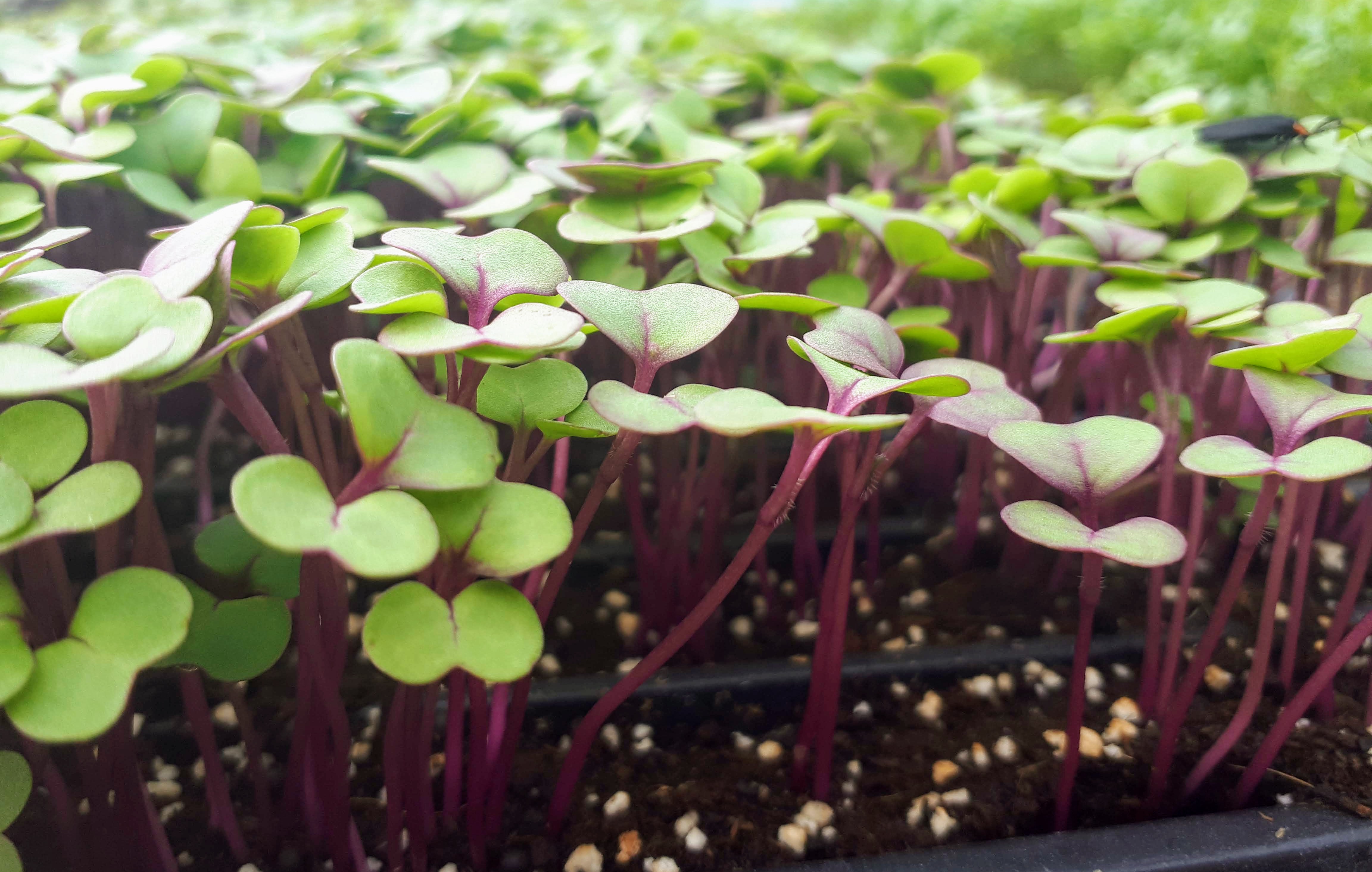 Micro-pousses de chou rouge cultivées sur terreau bio