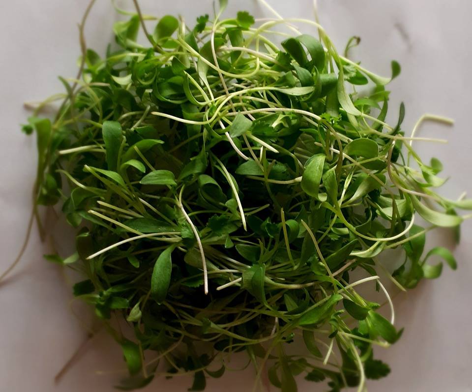 Micro-pousses de coriandre cultivées sur terreau bio