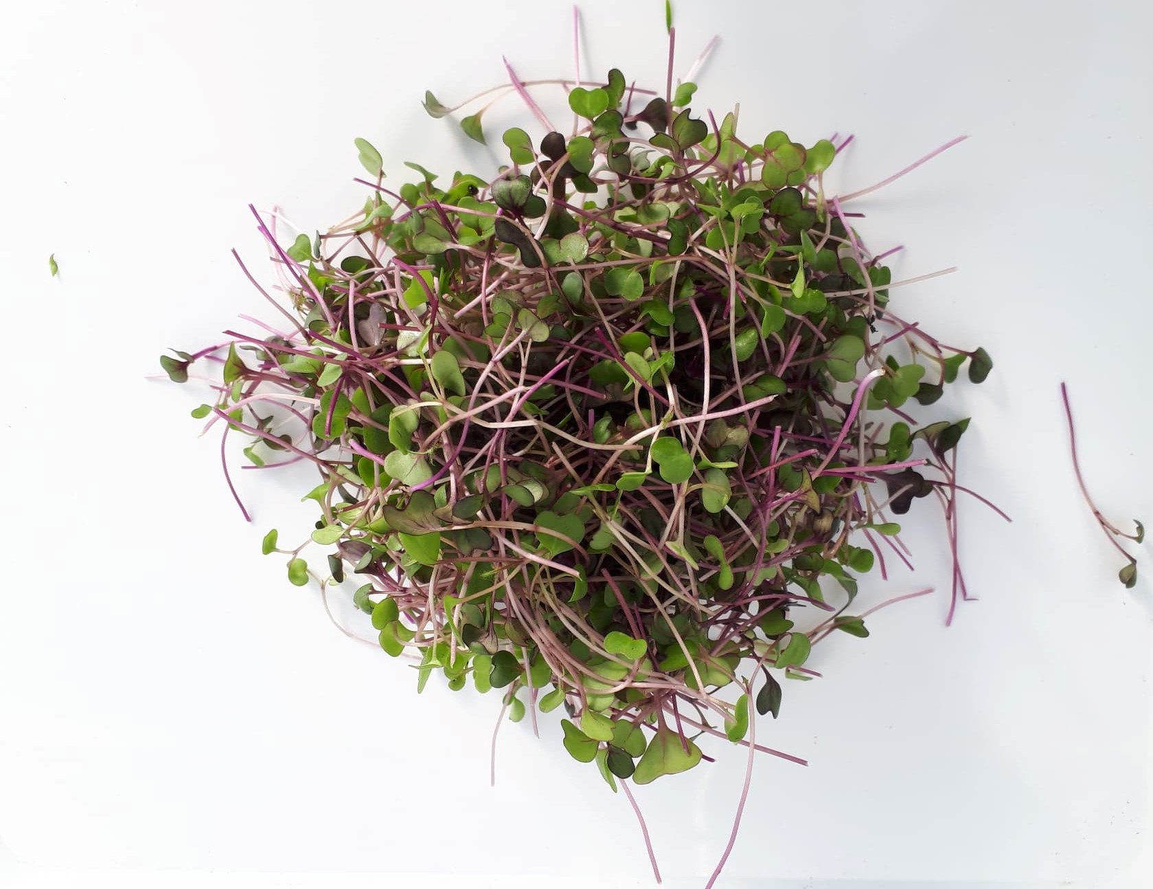 Micro-pousses de kale cultivées sur terreau bio