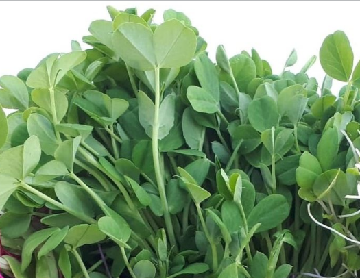 Micro-pousses de pois cultivées sur terreau bio