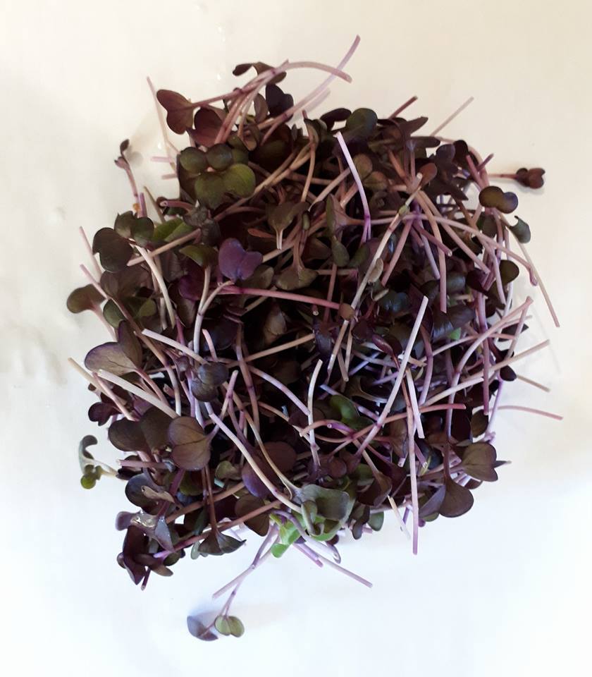 Micro-pousses de radis mauve cultivées sur terreau bio