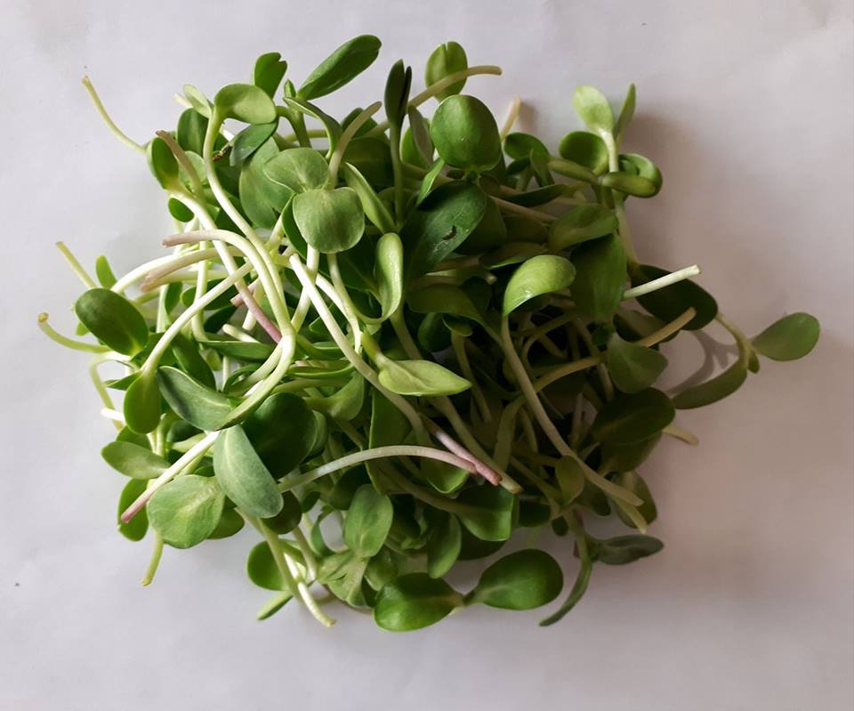 Micro-pousses de tournesol cultivées sur terreau bio